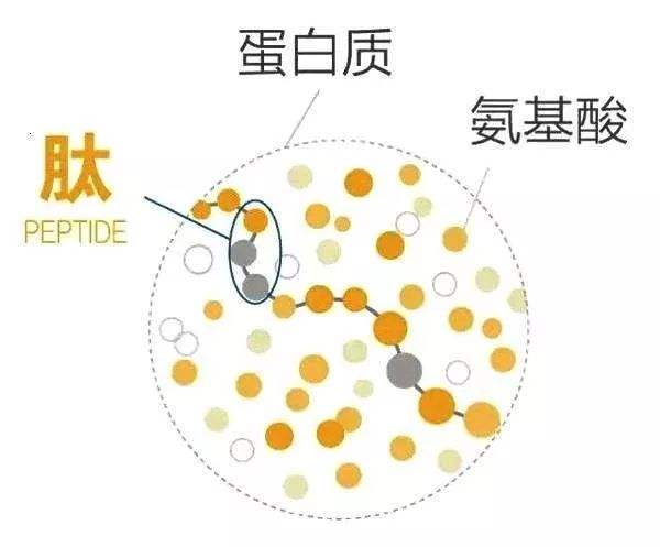 怎样选择胶原蛋白？4条底层选品逻辑