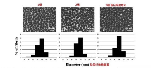 吃胶原蛋白真的有用吗？看完这组科学实验再下结论