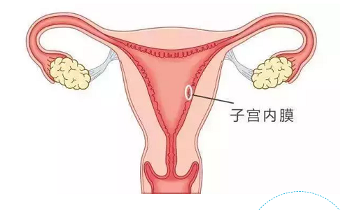 胶原蛋白可以修复子宫内膜、保养卵巢吗？