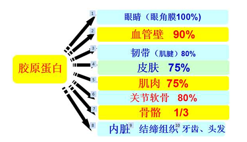 胶原蛋白什么时候吃最好？3大误区你犯过吗