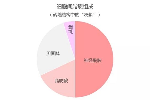 网红成分神经酰胺对皮肤的作用 一次讲清楚