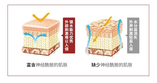 网红成分神经酰胺对皮肤的作用 一次讲清楚