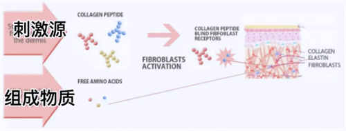 到底胶原蛋白肽有没有用 这篇文章破解你的迷思