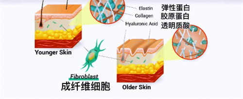 到底胶原蛋白肽有没有用 这篇文章破解你的迷思