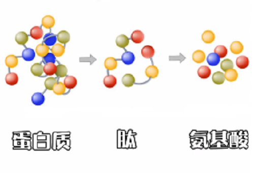 你不了解的真相——补充胶原蛋白是在交智商税吗?
