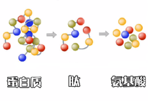 胶原蛋白肽分子量越小好吗？