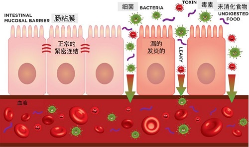 胶原蛋白的功效与作用 这几点你未必知道