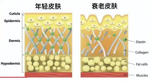 胶原蛋白的功效与作用 与胶原蛋白肽的区别 