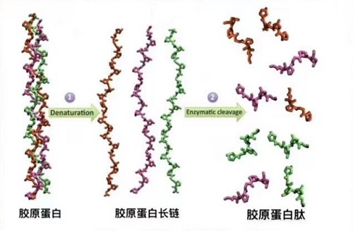 胶原蛋白的功效与作用 与胶原蛋白肽的区别 