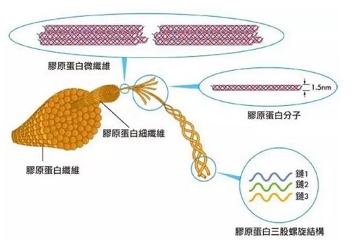 如何选择口服胶原蛋白产品?收好这7条专家建议