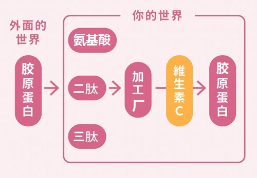 胶原蛋白怎么组成，为什么胶原蛋白会在人体内流失？