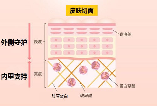 胶原蛋白肽是什么？3招让吸收效果最大化