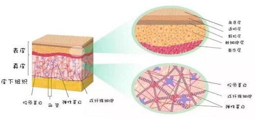 零基础认识皮肤结构，看完整个人皮肤都变好了