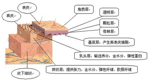 3分钟了解皮肤结构 看懂理性护肤底层逻辑 不花冤枉钱