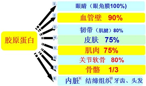 身体不同部位补胶原蛋白 吃哪些食物有用