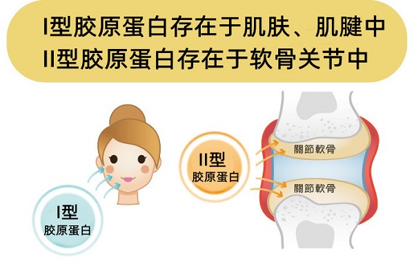 胶原蛋白功效、类型、选购与吃法，一次讲清楚