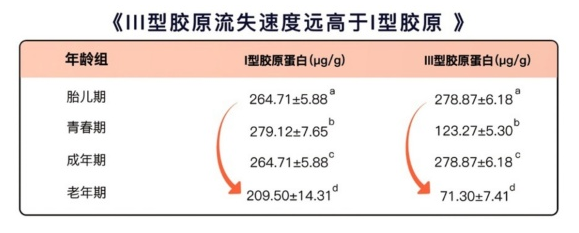 被忽视的III型胶原蛋白 肌肤柔嫩弹滑的关键