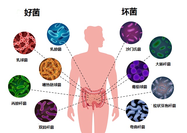 益生菌益生元合生元有什么区别 一分钟弄清楚