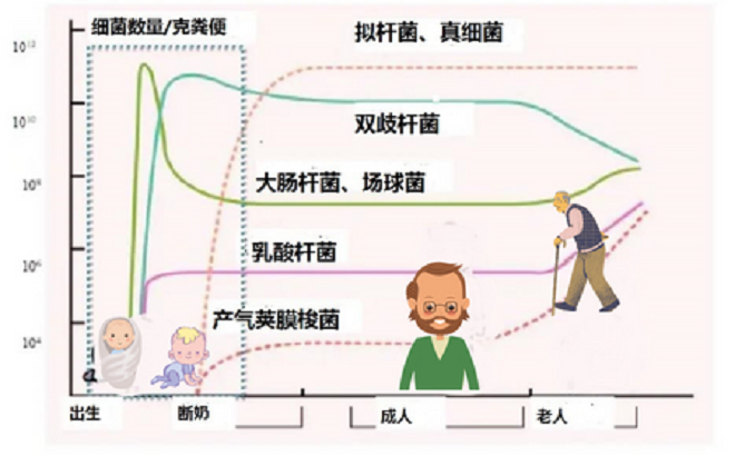 肠道怎么调理更健康 增加好菌减少坏菌这样做就对了