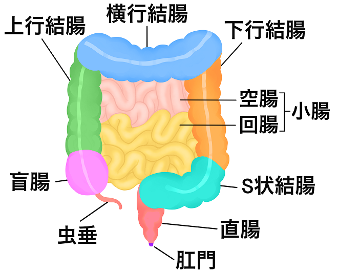 95%的人存在肠道健康问题！你的肠道还好吗