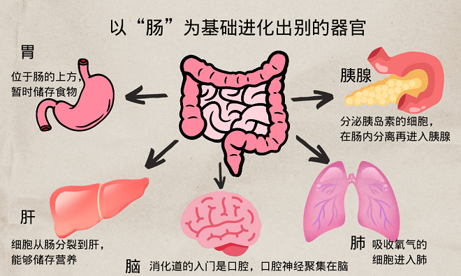 日本专家称肠道远比大脑聪明，4个理由令人吃惊！