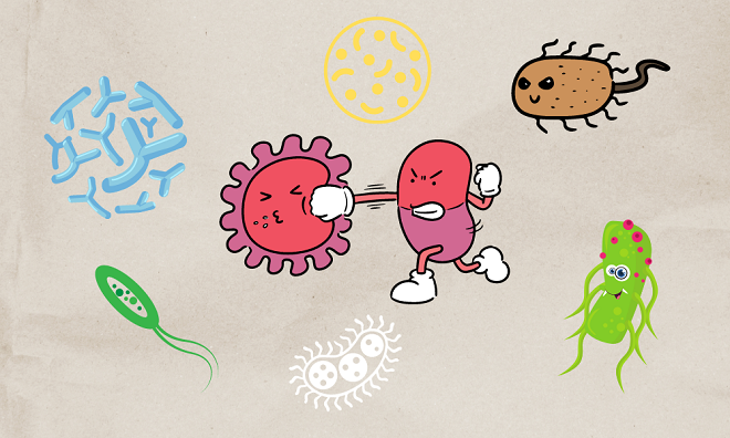 抗生素能杀死有益菌吗？肠道益生菌最怕的3大“恶势力”