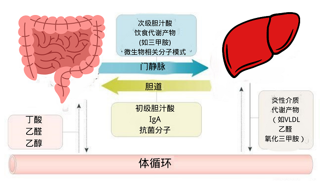 养肝先养肠 解决肝脏问题的钥匙或许在肠道