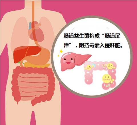 养肝先养肠 解决肝脏问题的钥匙或许在肠道