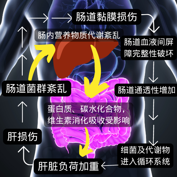 养肝先养肠 解决肝脏问题的钥匙或许在肠道