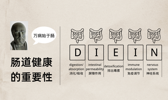 牵一“肠”动全身 肠道健康的重要性