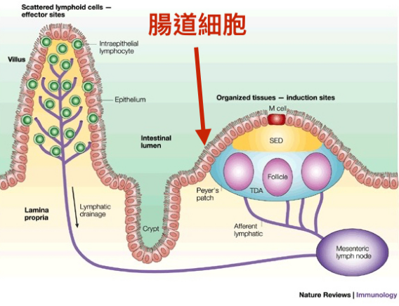 一张图读懂肠道健康的重要性，为什么说“养肠就是养生”？