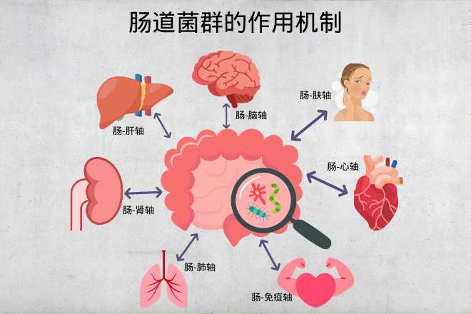 肠道菌群——身体的另一个器官