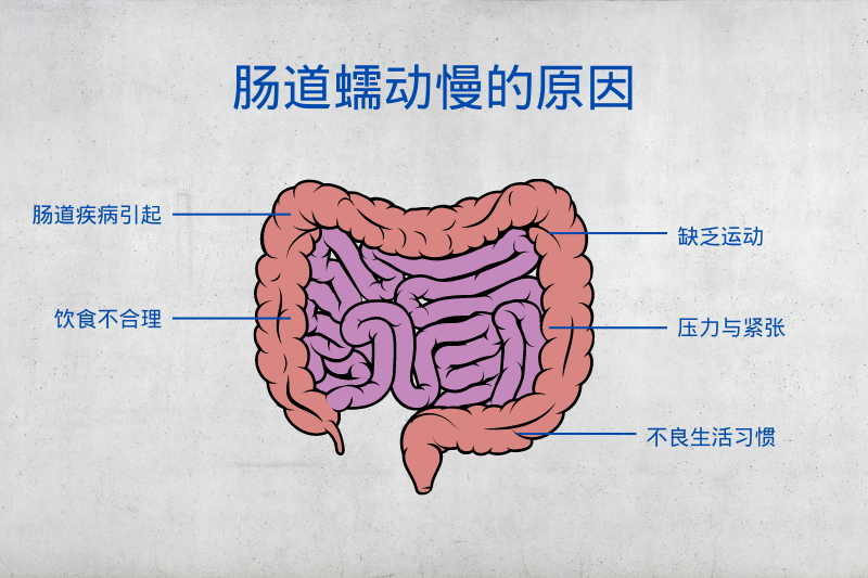 肠道蠕动慢原因是什么？如何恢复肠道蠕动功能