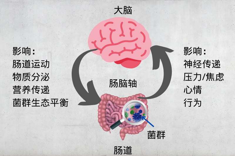  肠道怎么调理更健康？日本博士教你这样做