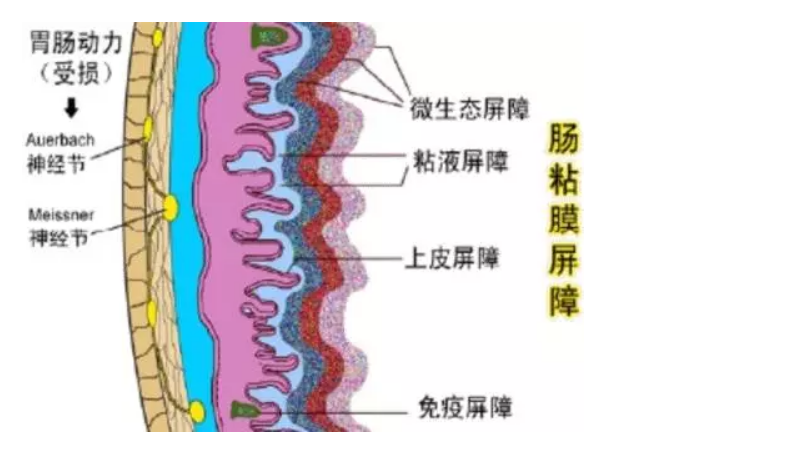 不爱吃粗粮？当心肠道菌吃你的肠子