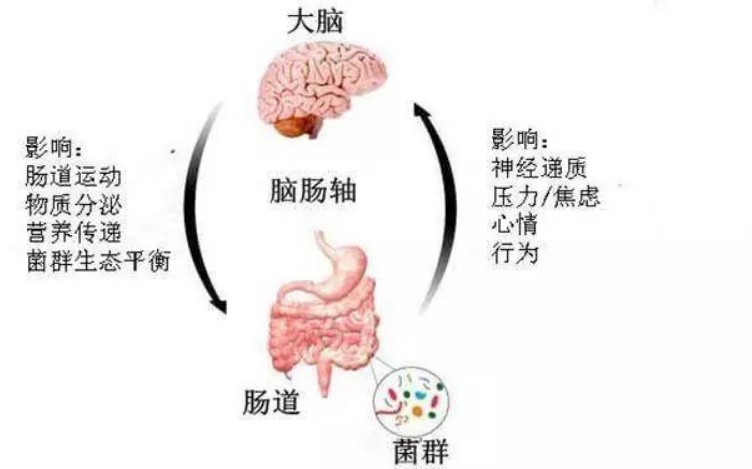 食欲失控、情绪低落？你被肠道菌群操控了！