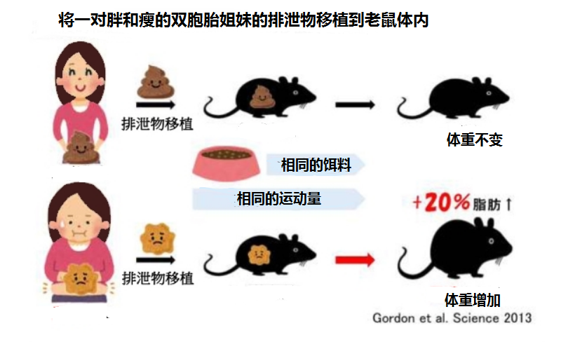  科学证实：肠道细菌可以改变体重！