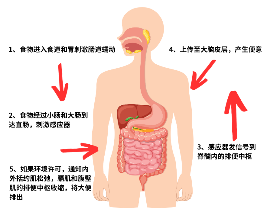 便秘怎么办？一文看清原因、危害及改善方法