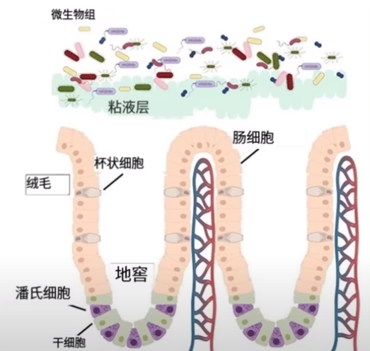 饿肚子能改善肠道健康？细胞自噬的科学依据